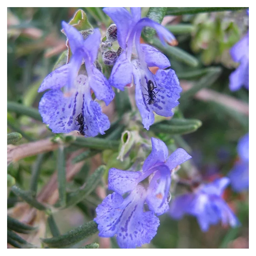 Rosmarinus officinalis Rozmaryn lekarski-Rośliny od Ogrodnika Szkółka Barcikowscy