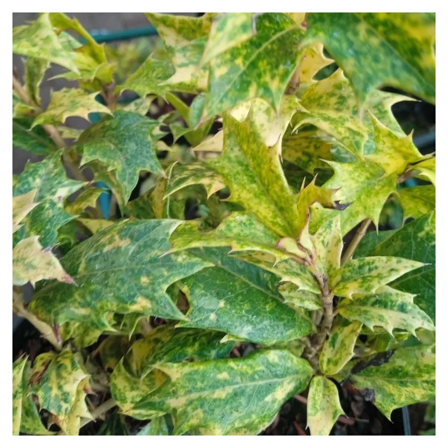 Ilex Osmanthus  Różnolistny Ostrokrzew-Rośliny od Ogrodnika Szkółka Barcikowscy