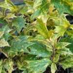 Ilex Osmanthus  Różnolistny Ostrokrzew-Rośliny od Ogrodnika Szkółka Barcikowscy