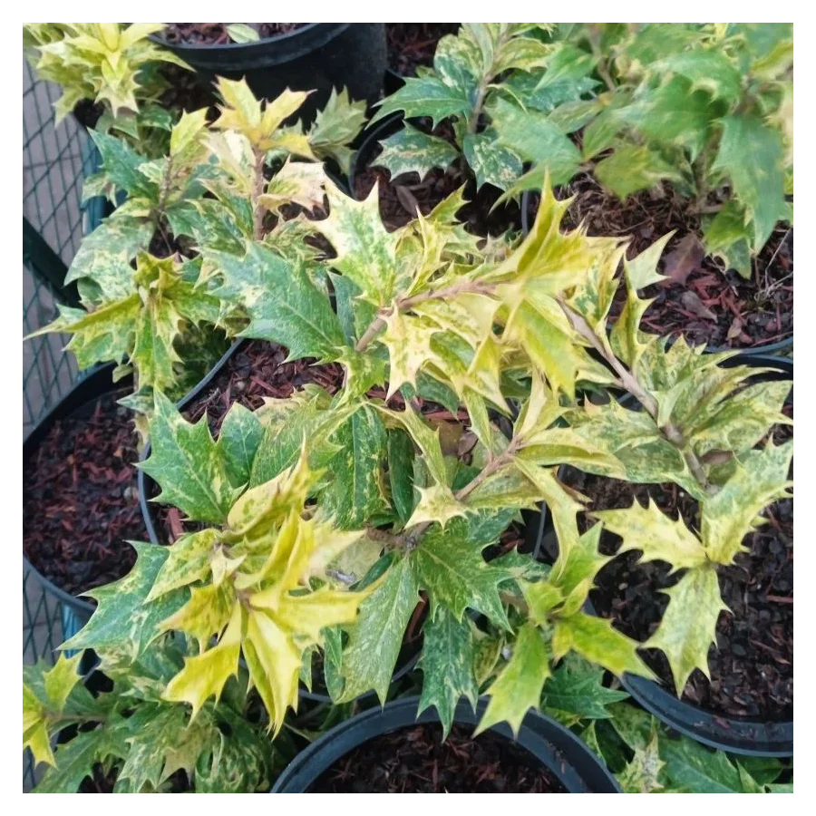 Ilex Osmanthus  Różnolistny Ostrokrzew-Rośliny od Ogrodnika Szkółka Barcikowscy