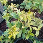 Ilex Osmanthus  Różnolistny Ostrokrzew-Rośliny od Ogrodnika Szkółka Barcikowscy