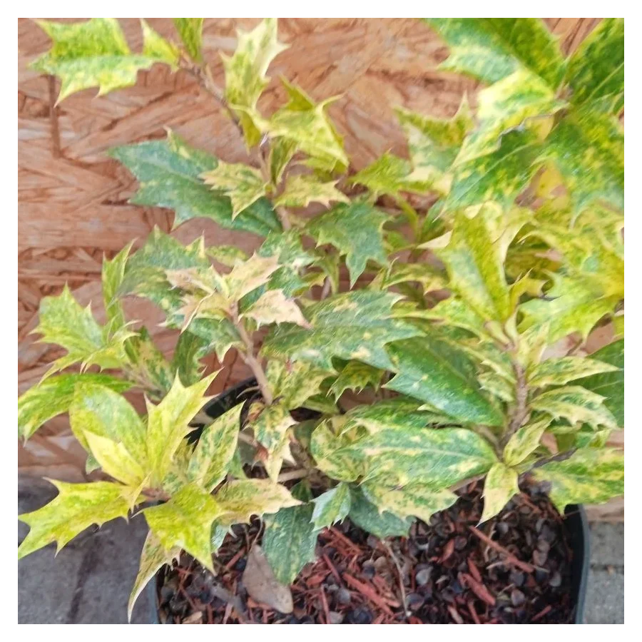 Ilex Osmanthus  Różnolistny Ostrokrzew-Rośliny od Ogrodnika Szkółka Barcikowscy