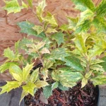 Ilex Osmanthus  Różnolistny Ostrokrzew-Rośliny od Ogrodnika Szkółka Barcikowscy