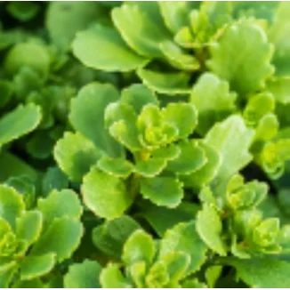 Sedum hybridum Immergrunchen Rozchodnik-Rośliny od Ogrodnika Szkółka Barcikowscy