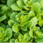 Sedum hybridum Immergrunchen Rozchodnik-Rośliny od Ogrodnika Szkółka Barcikowscy