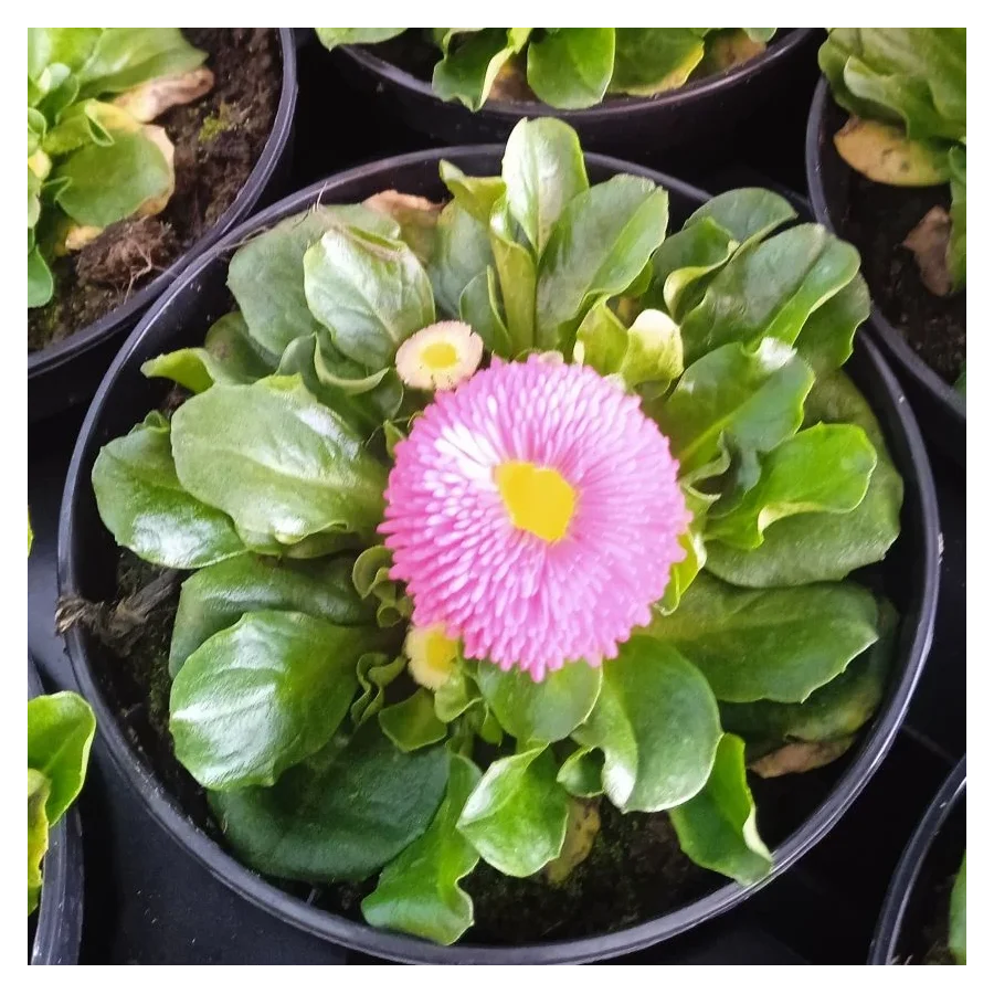 Stokrotka Pomponowa Mix- Rośliny od Ogrodnika Szkółka Barcikowscy