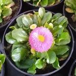 Stokrotka Pomponowa Mix- Rośliny od Ogrodnika Szkółka Barcikowscy