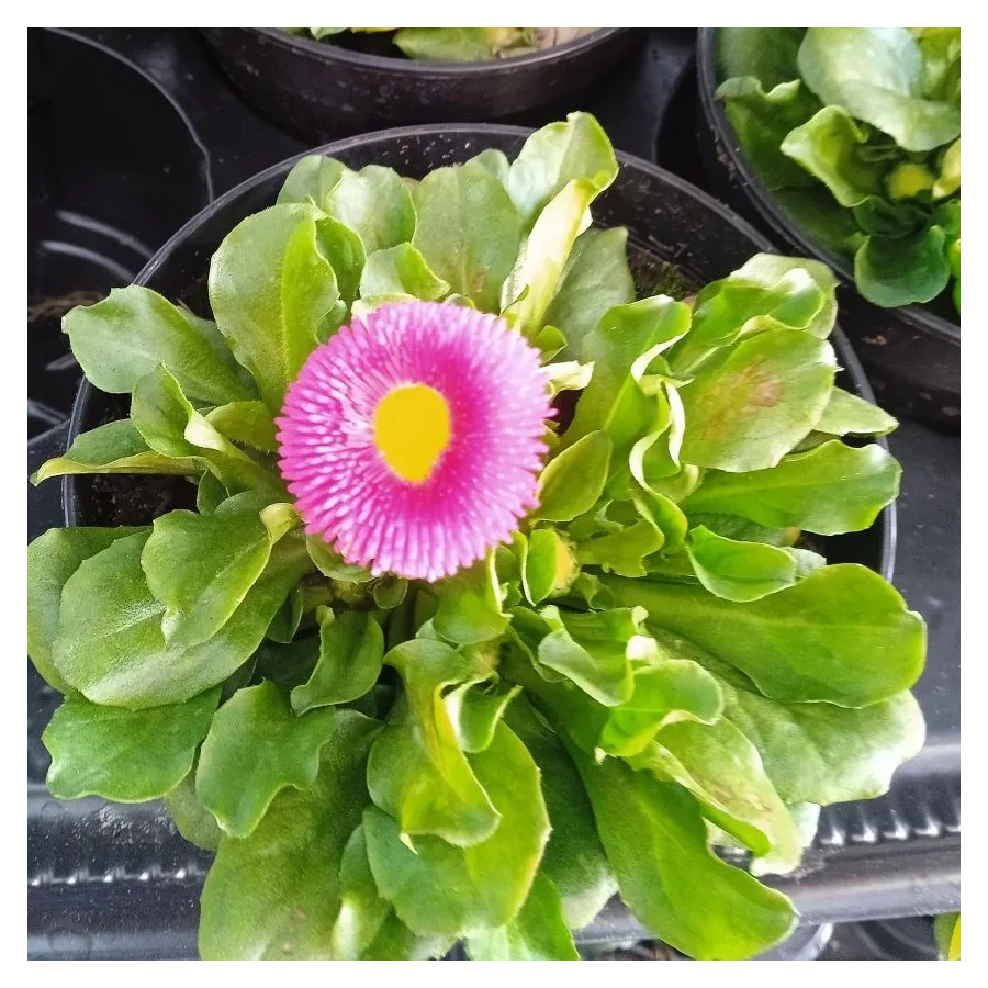 Stokrotka Pomponowa Mix- Rośliny od Ogrodnika Szkółka Barcikowscy