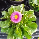 Stokrotka Pomponowa Mix- Rośliny od Ogrodnika Szkółka Barcikowscy