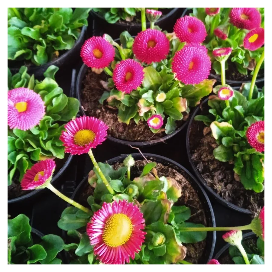 Stokrotka Pomponowa Mix- Rośliny od Ogrodnika Szkółka Barcikowscy