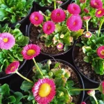 Stokrotka Pomponowa Mix- Rośliny od Ogrodnika Szkółka Barcikowscy