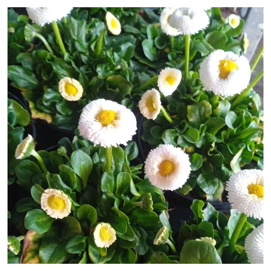 Stokrotka Pomponowa Mix- Rośliny od Ogrodnika Szkółka Barcikowscy