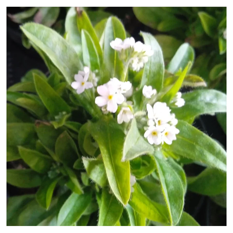 Myosotis  Niezapominajka- Rośliny od Ogrodnika Szkółka Barcikowscy