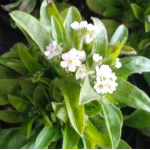 Myosotis  Niezapominajka- Rośliny od Ogrodnika Szkółka Barcikowscy