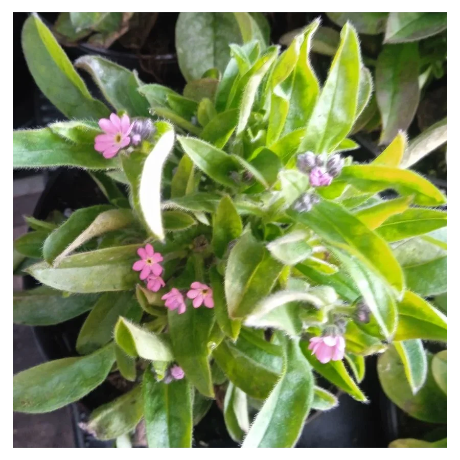 Myosotis  Niezapominajka- Rośliny od Ogrodnika Szkółka Barcikowscy