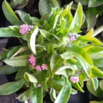 Myosotis  Niezapominajka- Rośliny od Ogrodnika Szkółka Barcikowscy