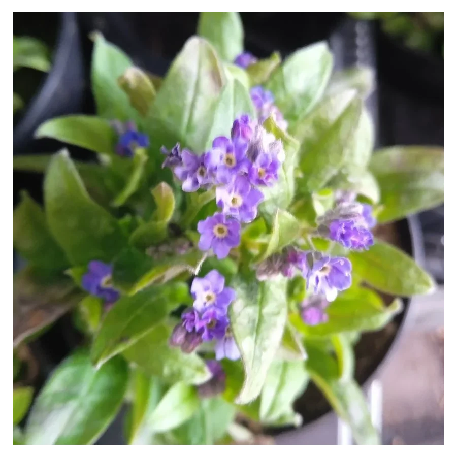 Myosotis  Niezapominajka- Rośliny od Ogrodnika Szkółka Barcikowscy