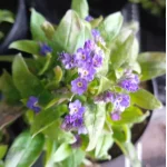 Myosotis  Niezapominajka- Rośliny od Ogrodnika Szkółka Barcikowscy