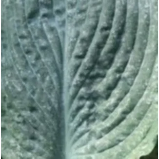 Hosta Abiqua Blue Edger Funkia- Rośliny od Ogrodnika Szkółka Barcikowscy