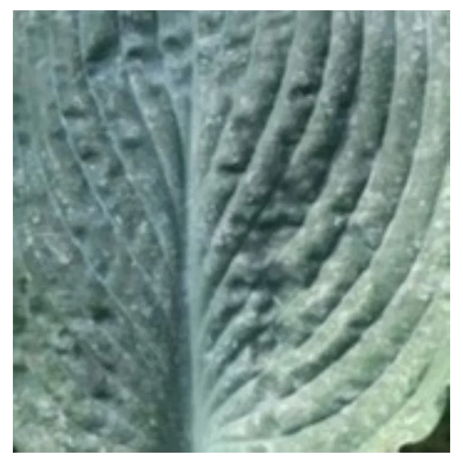 Hosta Abiqua Blue Edger Funkia- Rośliny od Ogrodnika Szkółka Barcikowscy