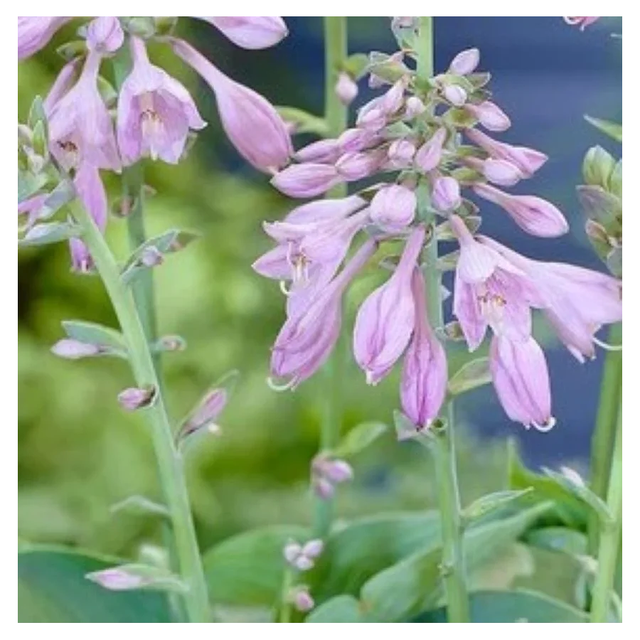 Hosta Abiqua Blue Edger Funkia- Rośliny od Ogrodnika Szkółka Barcikowscy