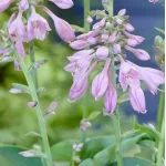 Hosta Abiqua Blue Edger Funkia- Rośliny od Ogrodnika Szkółka Barcikowscy