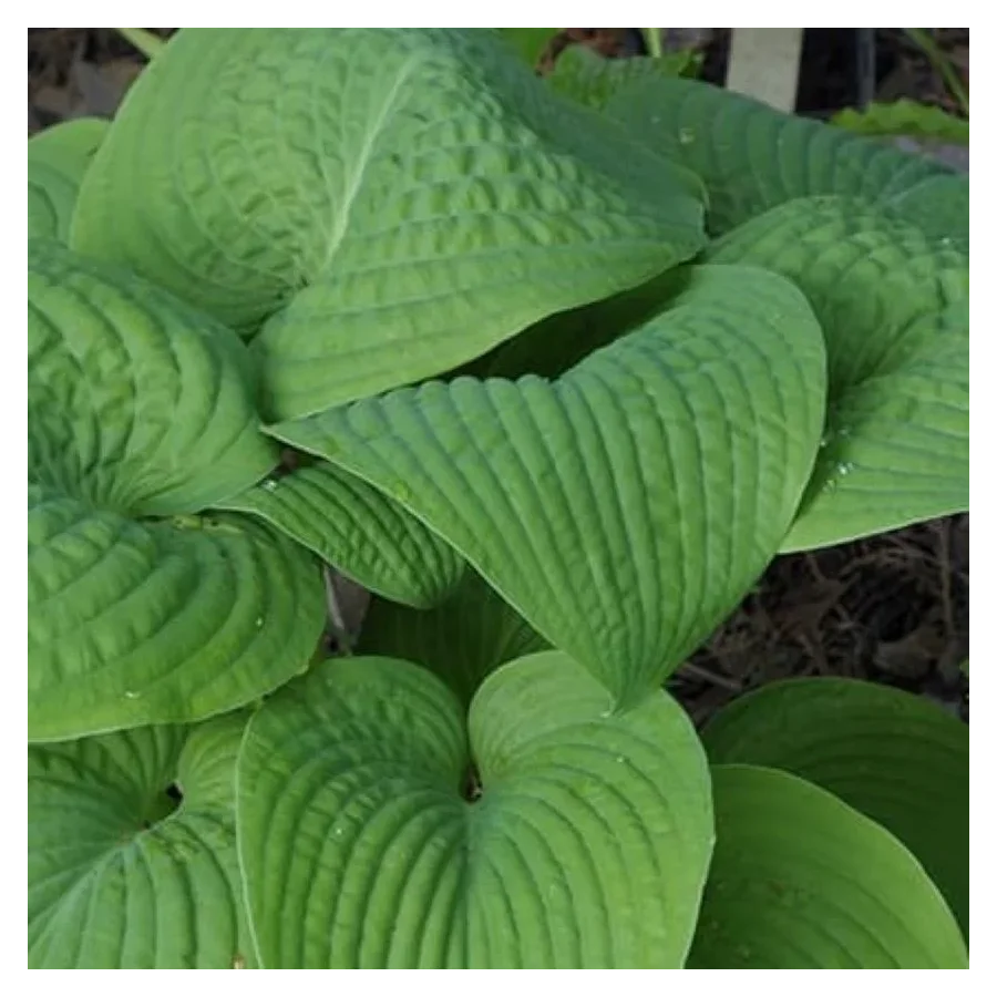 Hosta Blarney Stone  Funkia- Rośliny od Ogrodnika Szkółka Barcikowscy
