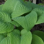 Hosta Blarney Stone  Funkia- Rośliny od Ogrodnika Szkółka Barcikowscy