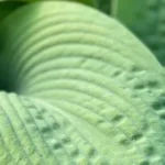 Hosta Blarney Stone  Funkia- Rośliny od Ogrodnika Szkółka Barcikowscy