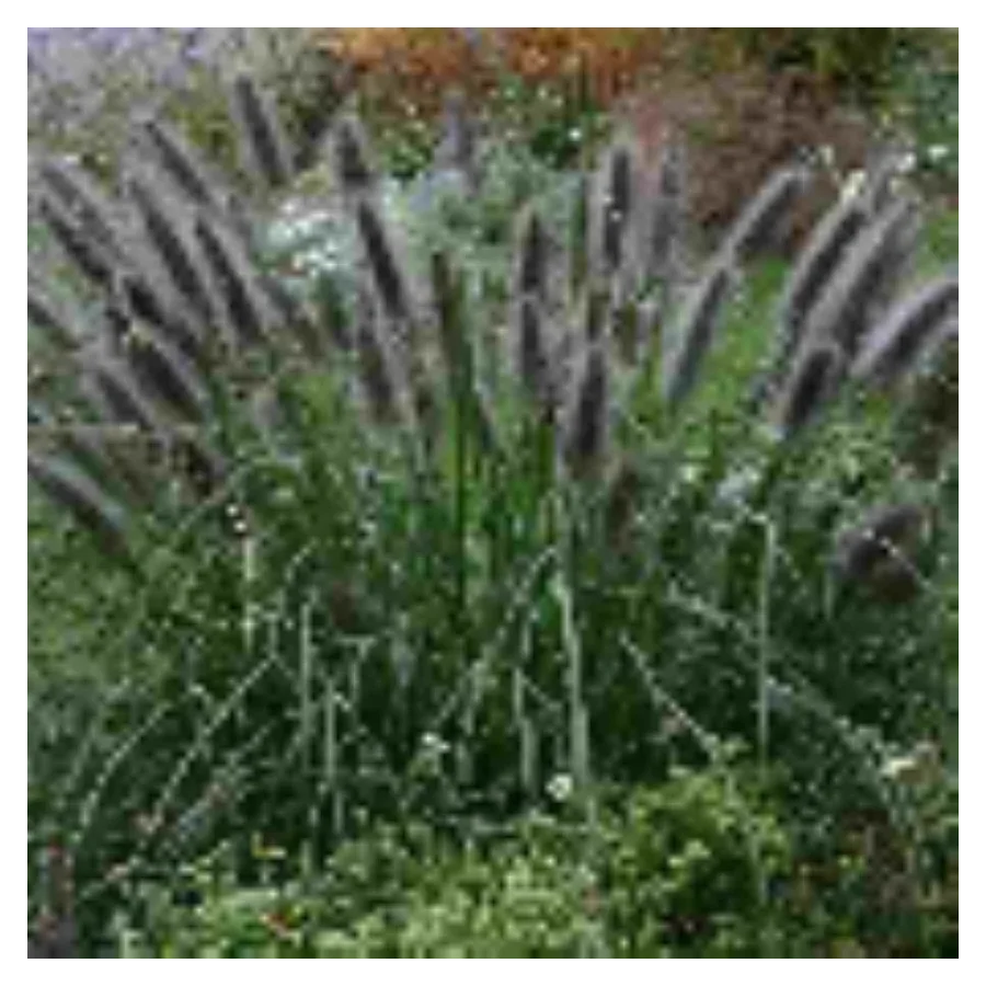 Pennisetum alopecuroides Black Beauty Rozplenica japońska- Rośliny od Ogrodnika Szkółka Barcikowscy