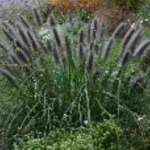 Pennisetum alopecuroides Black Beauty Rozplenica japońska- Rośliny od Ogrodnika Szkółka Barcikowscy