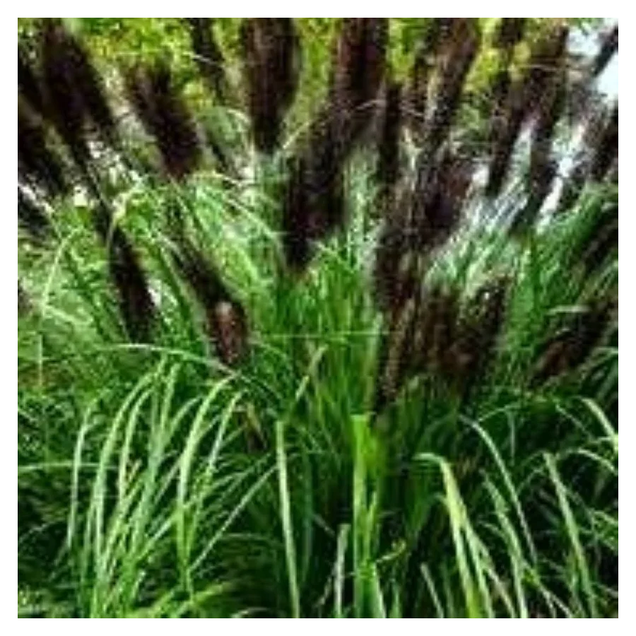 Pennisetum alopecuroides Black Beauty Rozplenica japońska- Rośliny od Ogrodnika Szkółka Barcikowscy