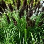 Pennisetum alopecuroides Black Beauty Rozplenica japońska- Rośliny od Ogrodnika Szkółka Barcikowscy