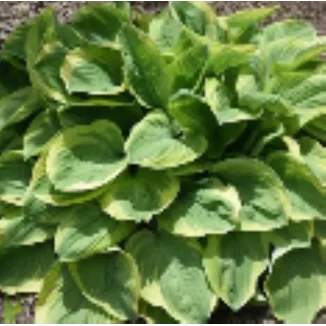 Hosta Bedazzled Funkia- Rośliny od Ogrodnika Szkółka Barcikowscy