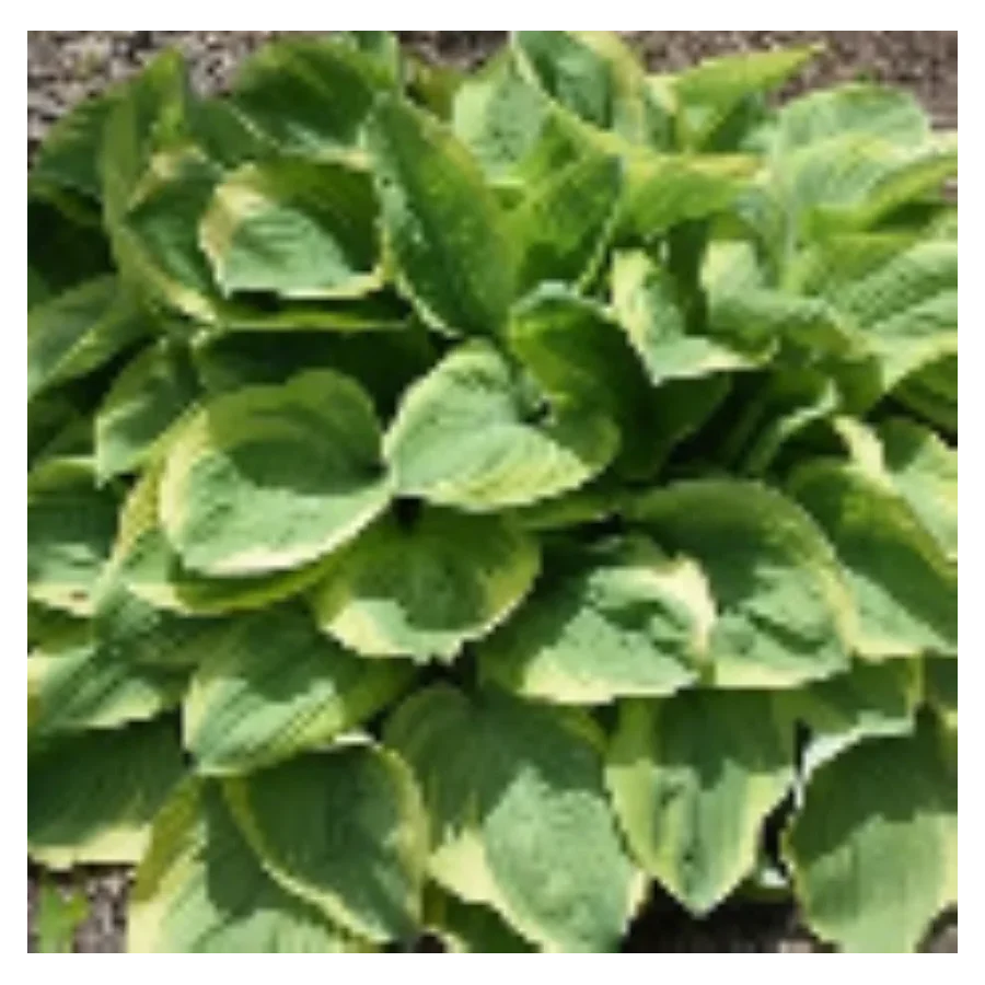 Hosta Bedazzled Funkia- Rośliny od Ogrodnika Szkółka Barcikowscy