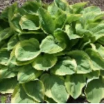 Hosta Bedazzled Funkia- Rośliny od Ogrodnika Szkółka Barcikowscy