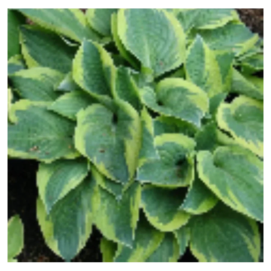 Hosta Bedazzled Funkia- Rośliny od Ogrodnika Szkółka Barcikowscy