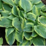 Hosta Bedazzled Funkia- Rośliny od Ogrodnika Szkółka Barcikowscy