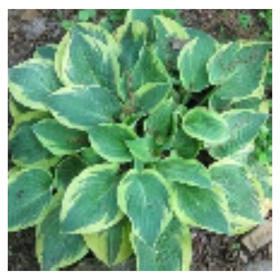 Hosta Bedazzled Funkia- Rośliny od Ogrodnika Szkółka Barcikowscy