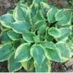 Hosta Bedazzled Funkia- Rośliny od Ogrodnika Szkółka Barcikowscy