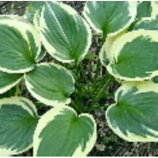 Hosta Christmas Charm Funkia- Rośliny od Ogrodnika Szkółka Barcikowscy