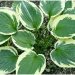 Hosta Christmas Charm Funkia- Rośliny od Ogrodnika Szkółka Barcikowscy