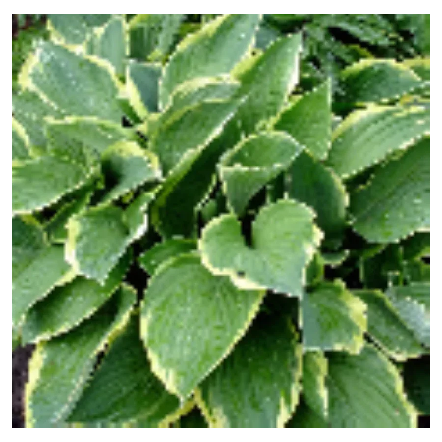 Hosta Christmas Charm Funkia- Rośliny od Ogrodnika Szkółka Barcikowscy