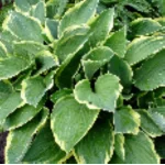 Hosta Christmas Charm Funkia- Rośliny od Ogrodnika Szkółka Barcikowscy