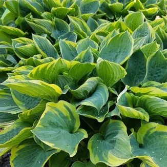 Hosta Crusader  Funkia-Rośliny od Ogrodnika Szkółka Barcikowscy