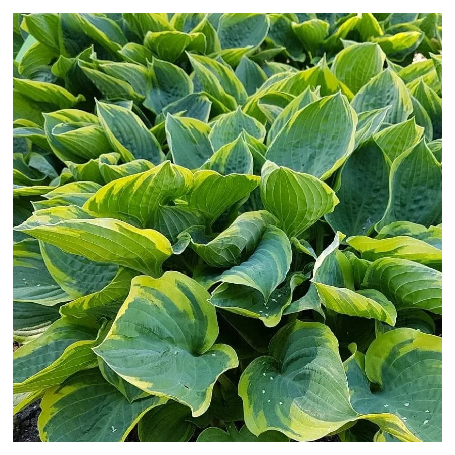 Hosta Crusader  Funkia-Rośliny od Ogrodnika Szkółka Barcikowscy