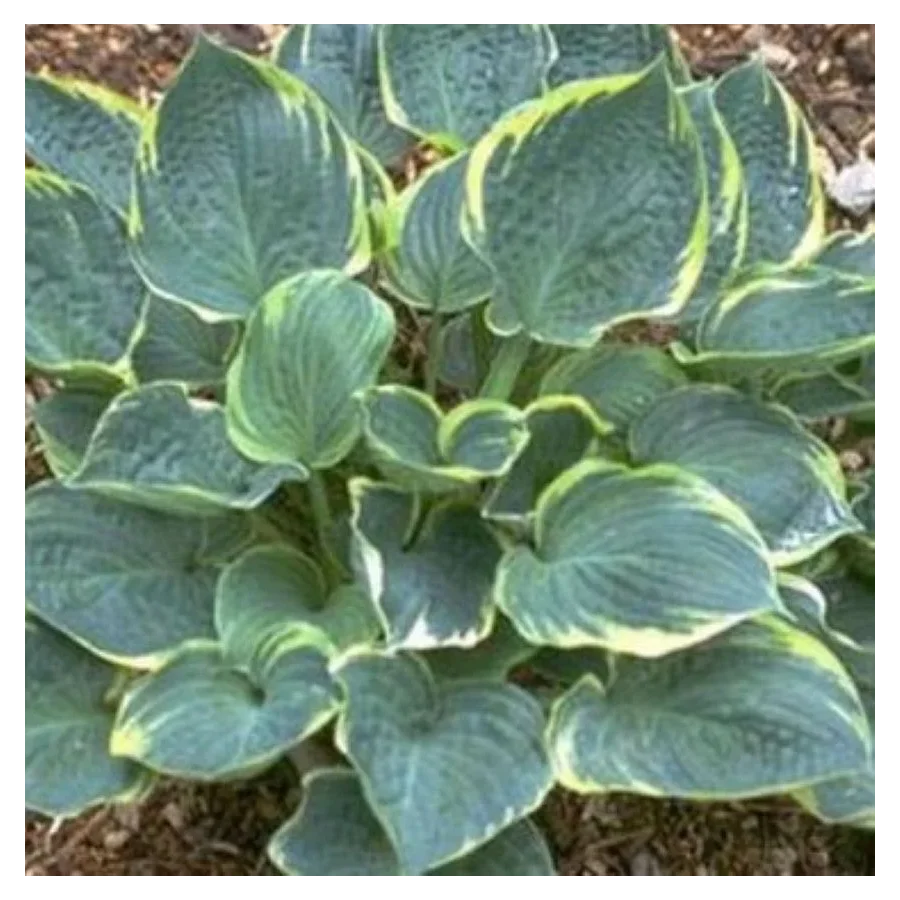 Hosta Crusader  Funkia-Rośliny od Ogrodnika Szkółka Barcikowscy