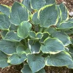 Hosta Crusader  Funkia-Rośliny od Ogrodnika Szkółka Barcikowscy