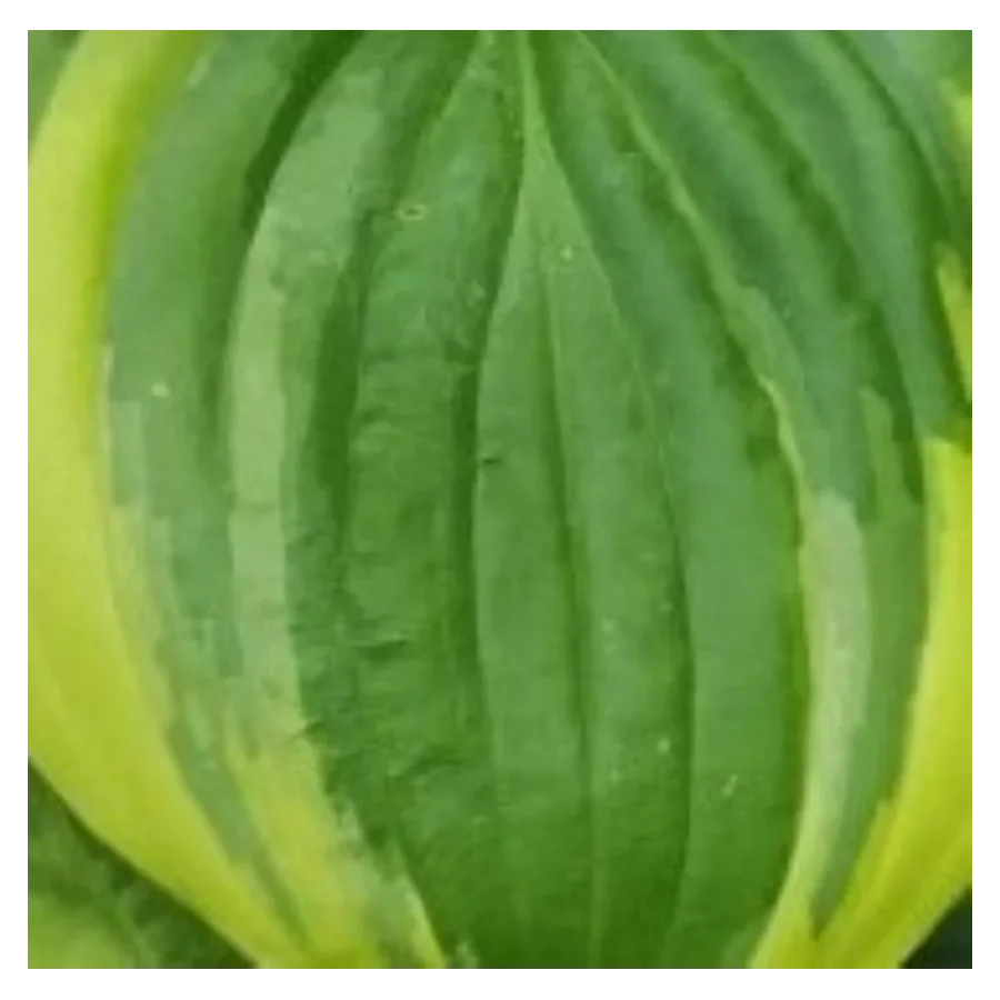 Hosta Crusader  Funkia-Rośliny od Ogrodnika Szkółka Barcikowscy