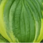 Hosta Crusader  Funkia-Rośliny od Ogrodnika Szkółka Barcikowscy